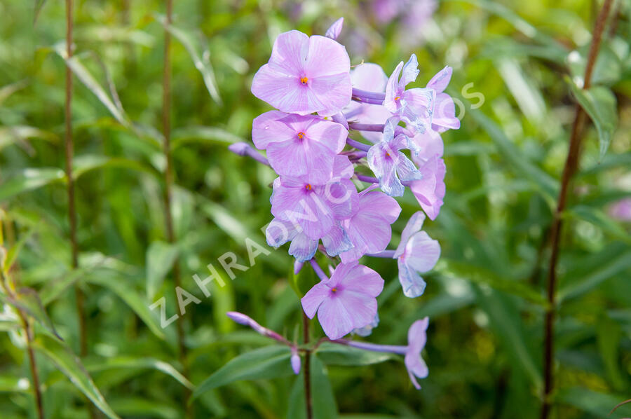 Plamenka 'Alpha' - Phlox maculata 'Alpha'