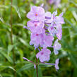 Plamenka 'Alpha' - Phlox maculata 'Alpha'