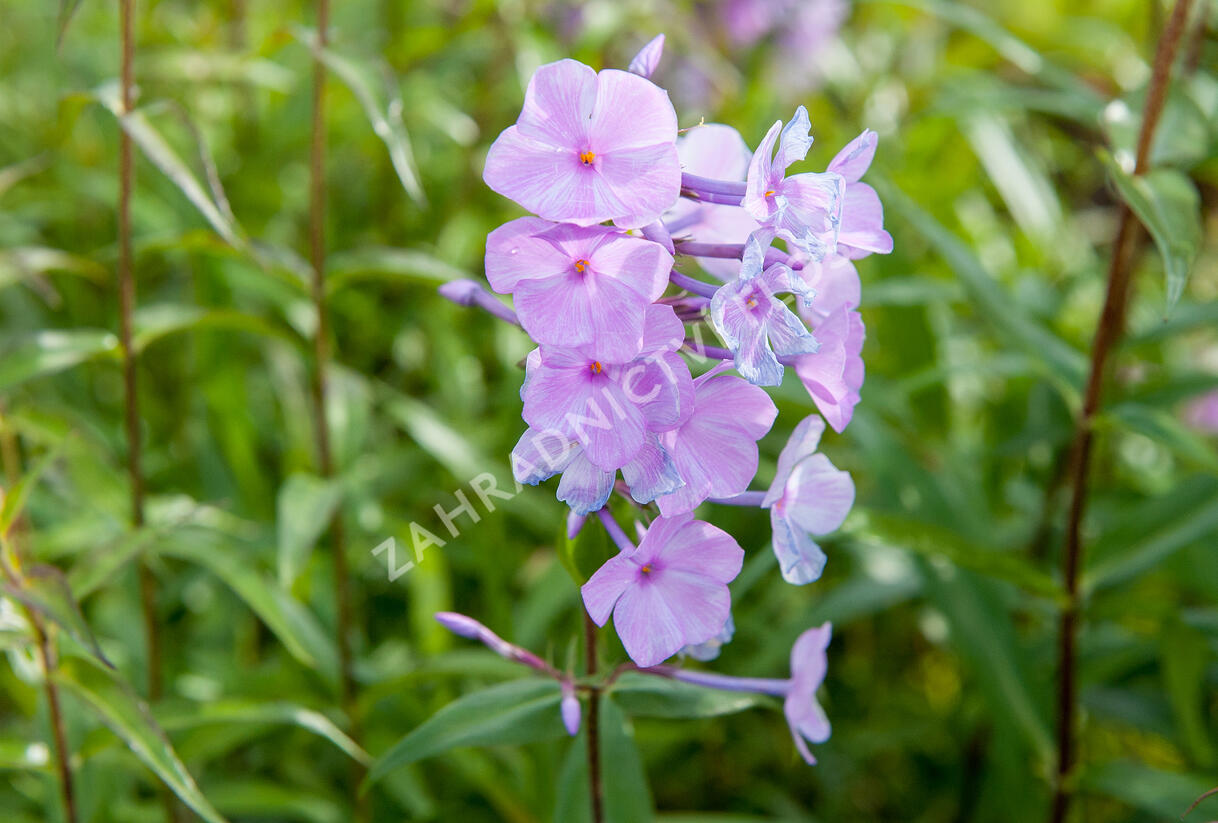 Plamenka 'Alpha' - Phlox maculata 'Alpha'