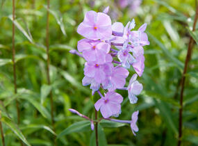 Plamenka 'Alpha' - Phlox maculata 'Alpha'