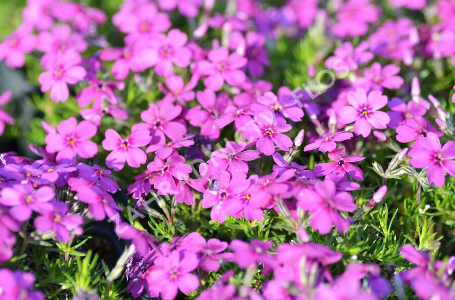 Plamenka 'Waterloo' - Phlox douglasii 'Waterloo'