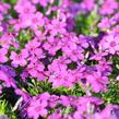 Plamenka 'Waterloo' - Phlox douglasii 'Waterloo'