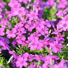 Plamenka 'Waterloo' - Phlox douglasii 'Waterloo'