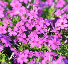 Plamenka 'Waterloo' - Phlox douglasii 'Waterloo'