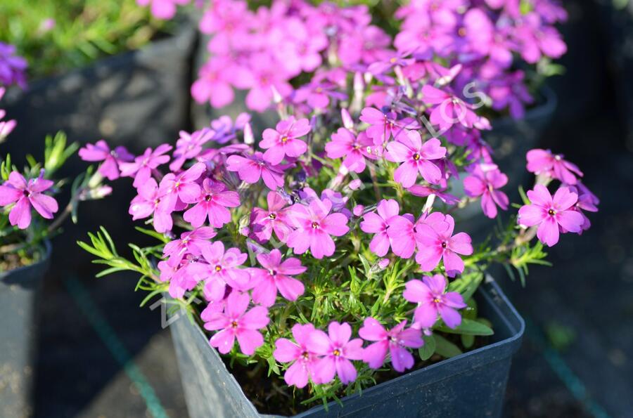Plamenka 'Waterloo' - Phlox douglasii 'Waterloo'