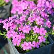 Plamenka 'Waterloo' - Phlox douglasii 'Waterloo'