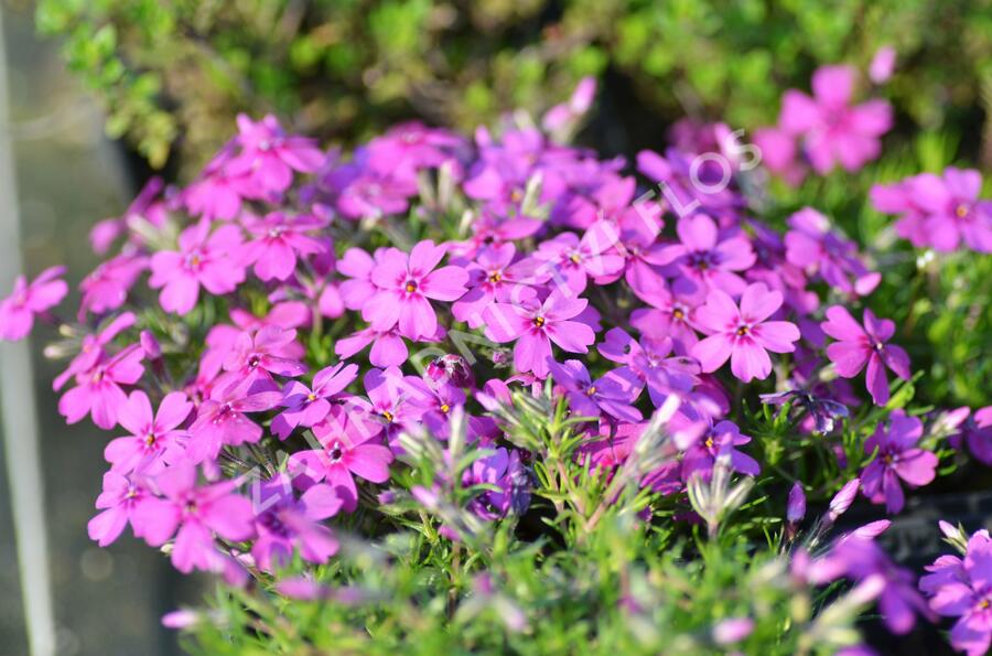 Plamenka 'Waterloo' - Phlox douglasii 'Waterloo'