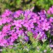Plamenka 'Waterloo' - Phlox douglasii 'Waterloo'