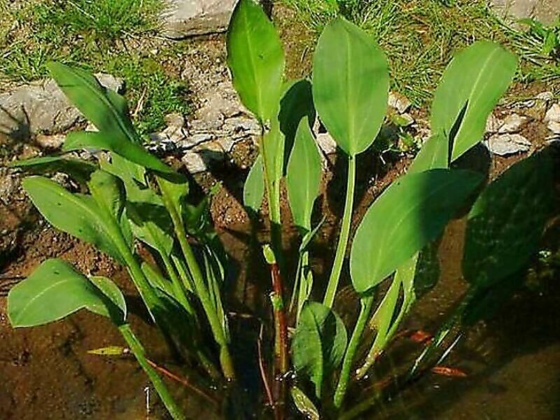 Žabník kopinatý - Alisma lanceolatum