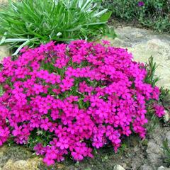 Plamenka 'Crackerjack' - Phlox douglasii 'Crackerjack'