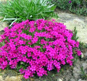 Plamenka 'Crackerjack' - Phlox douglasii 'Crackerjack'