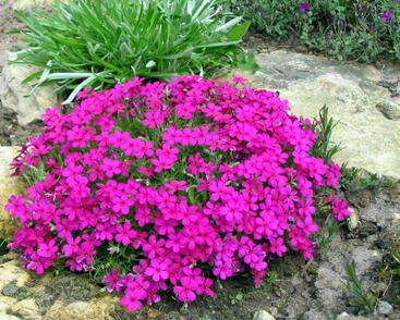 Plamenka 'Crackerjack'