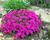 Plamenka 'Crackerjack'