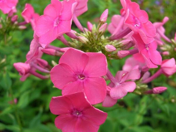 Plamenka Arendsova 'Pink Attraction' - Phlox arendsii 'Pink Attraction'
