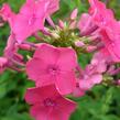 Plamenka Arendsova 'Pink Attraction' - Phlox arendsii 'Pink Attraction'