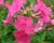 Plamenka Arendsova 'Pink Attraction'