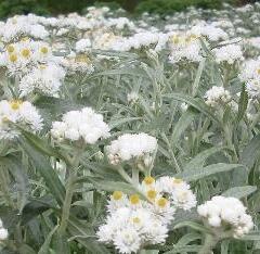 Plesnivka - Anaphalis yedoensis