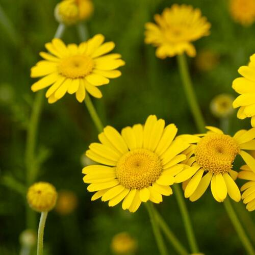 Rmen barvířský 'Dwarf Form' - Anthemis tinctoria 'Dwarf Form'