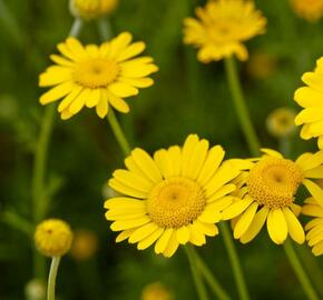 Rmen barvířský 'Dwarf Form' - Anthemis tinctoria 'Dwarf Form'