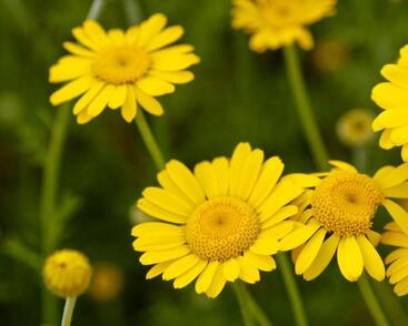 Rmen barvířský 'Dwarf Form'