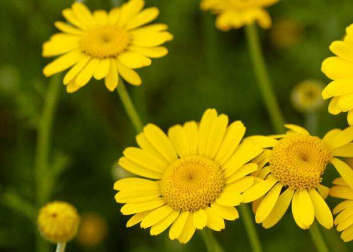 Rmen barvířský 'Dwarf Form' - Anthemis tinctoria 'Dwarf Form'