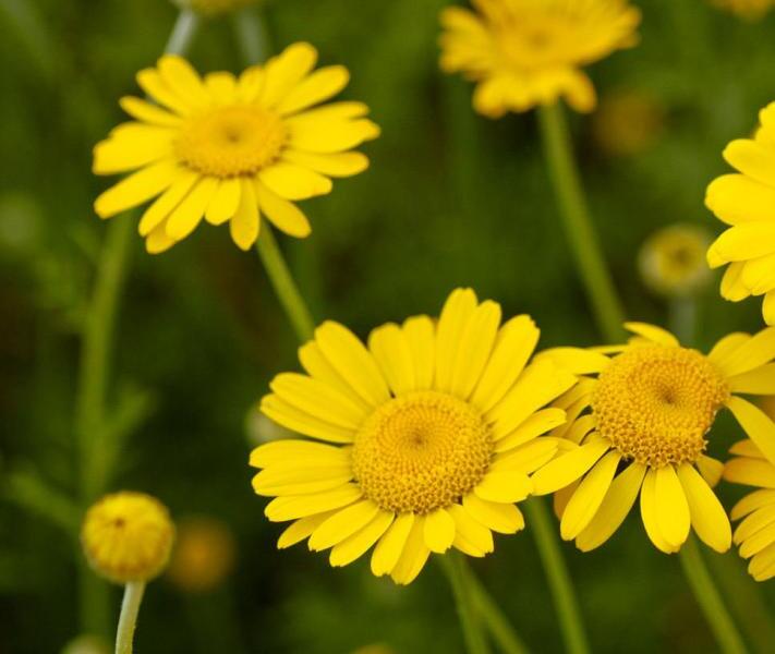 Rmen barvířský 'Dwarf Form' - Anthemis tinctoria 'Dwarf Form'
