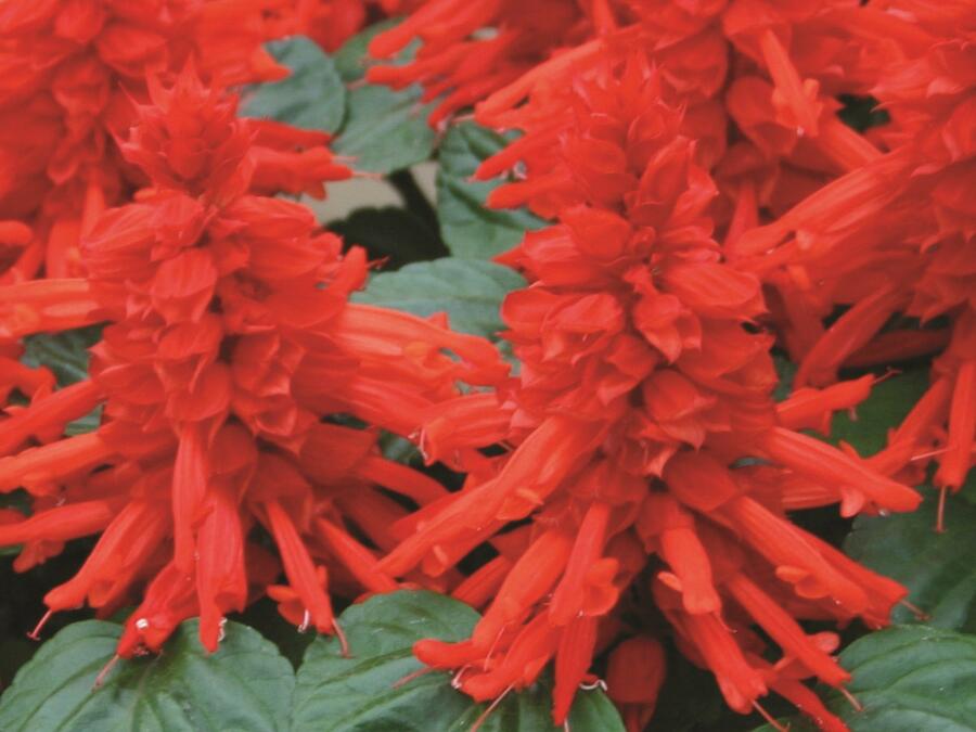 Šalvěj zářivá 'Unica Red' - Salvia splendens 'Unica Red'