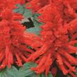 Šalvěj zářivá 'Unica Red' - Salvia splendens 'Unica Red'