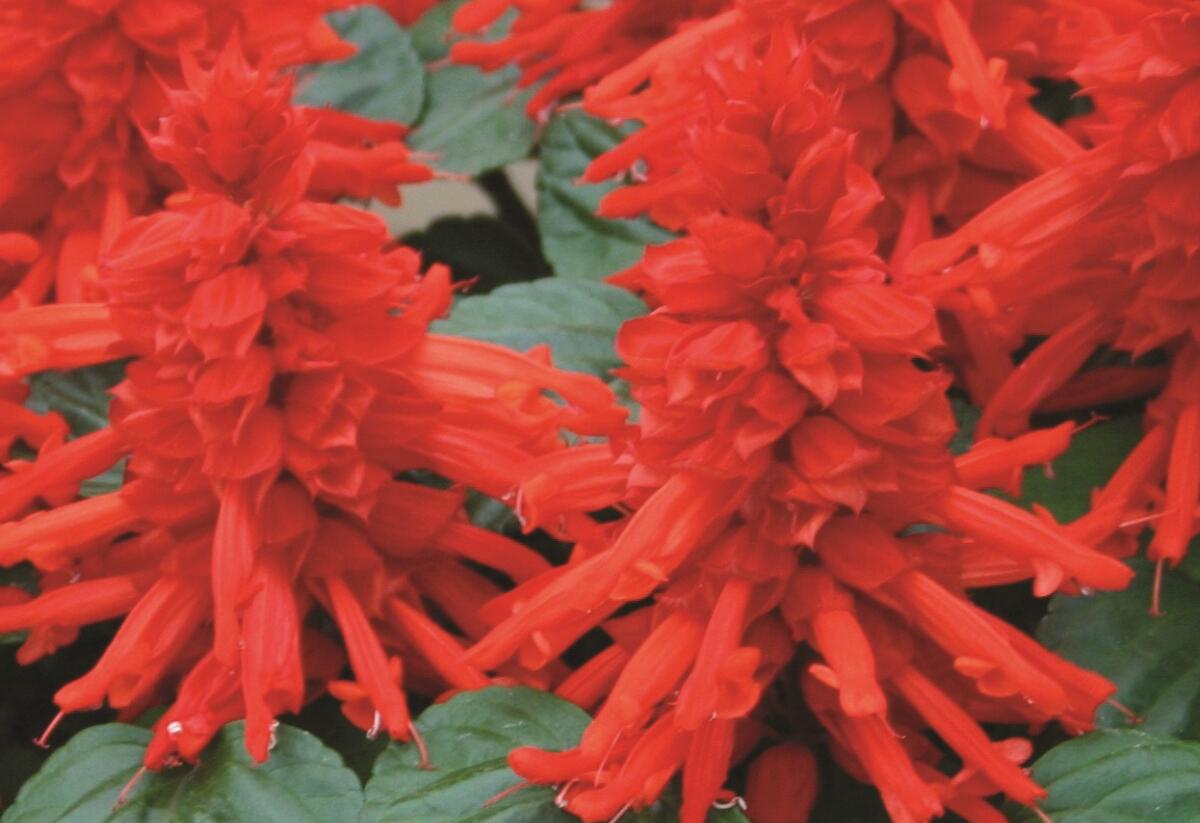 Šalvěj zářivá 'Unica Red' - Salvia splendens 'Unica Red'