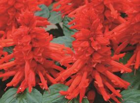 Šalvěj zářivá 'Unica Red' - Salvia splendens 'Unica Red'