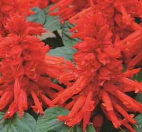 Šalvěj zářivá 'Unica Red' - Salvia splendens 'Unica Red'