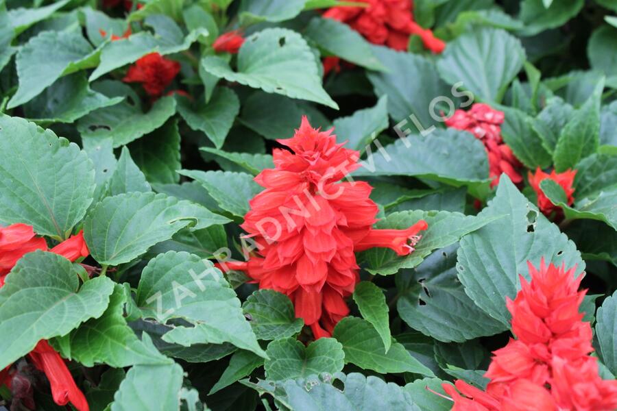 Šalvěj zářivá 'Unica Red' - Salvia splendens 'Unica Red'