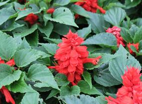 Šalvěj zářivá 'Unica Red' - Salvia splendens 'Unica Red'