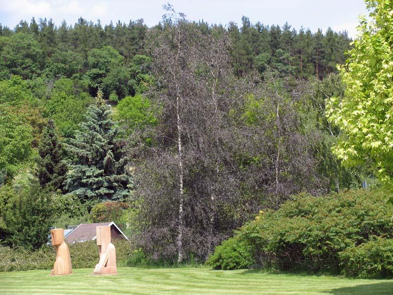 Bříza bělokorá 'Purpurea' - Betula pendula 'Purpurea'