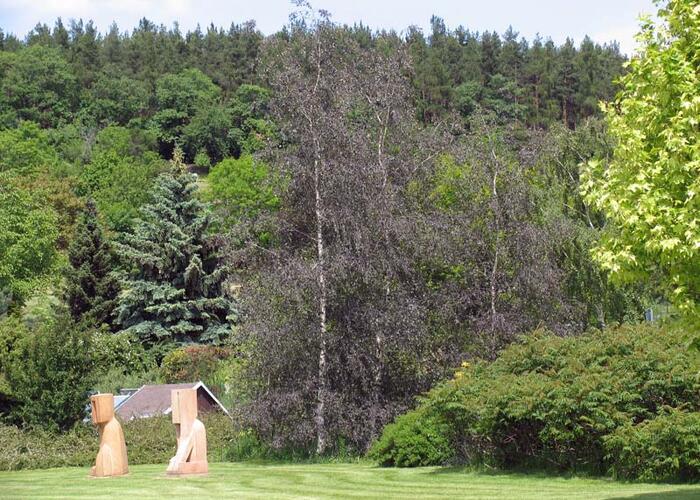 Bříza bělokorá 'Purpurea' - Betula pendula 'Purpurea'