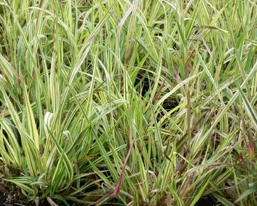 Bezkolenec modrý 'Variegata'