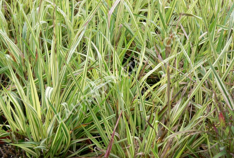 Bezkolenec modrý 'Variegata' - Molinia caerulea 'Variegata'