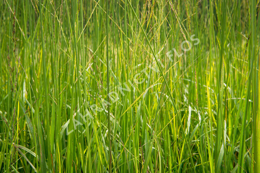 Bezkolenec rákosovitý 'Skyracer' - Molinia arundinacea 'Skyracer'