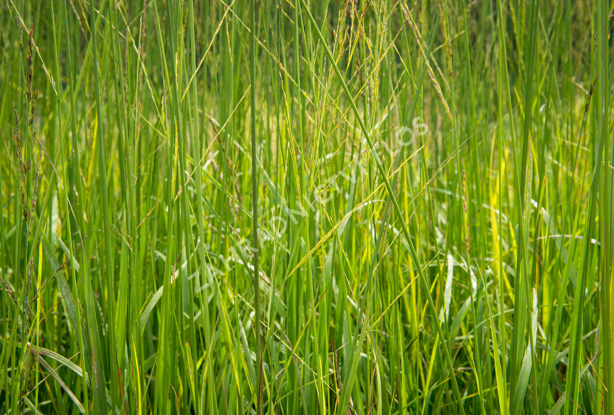 Bezkolenec rákosovitý 'Skyracer' - Molinia arundinacea 'Skyracer'