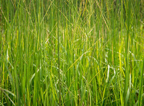 Bezkolenec rákosovitý 'Skyracer' - Molinia arundinacea 'Skyracer'