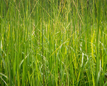 Bezkolenec rákosovitý 'Skyracer'