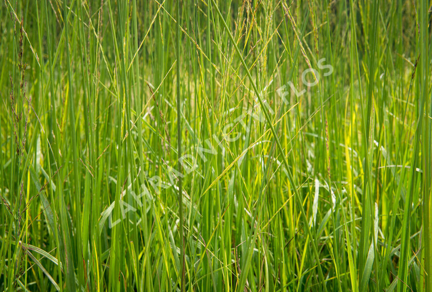 Bezkolenec rákosovitý 'Skyracer' - Molinia arundinacea 'Skyracer'