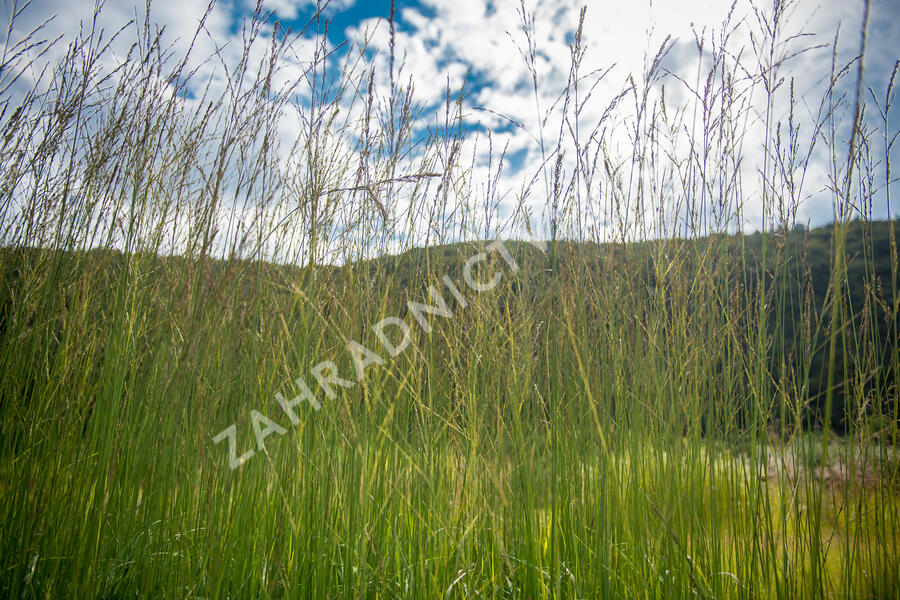 Bezkolenec rákosovitý 'Skyracer' - Molinia arundinacea 'Skyracer'