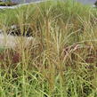 Ozdobnice - Miscanthus transmorrisonensis