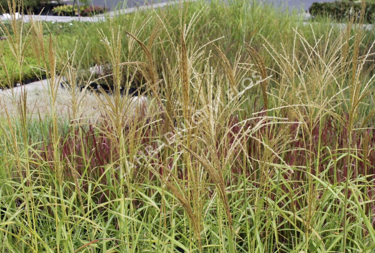 Ozdobnice - Miscanthus transmorrisonensis