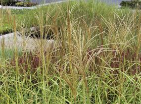 Ozdobnice - Miscanthus transmorrisonensis