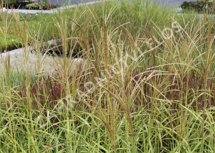 Ozdobnice - Miscanthus transmorrisonensis