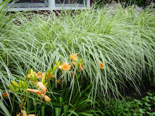 Ozdobnice čínská 'Variegatus' - Miscanthus sinensis 'Variegatus'