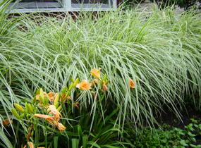 Ozdobnice čínská 'Variegatus' - Miscanthus sinensis 'Variegatus'