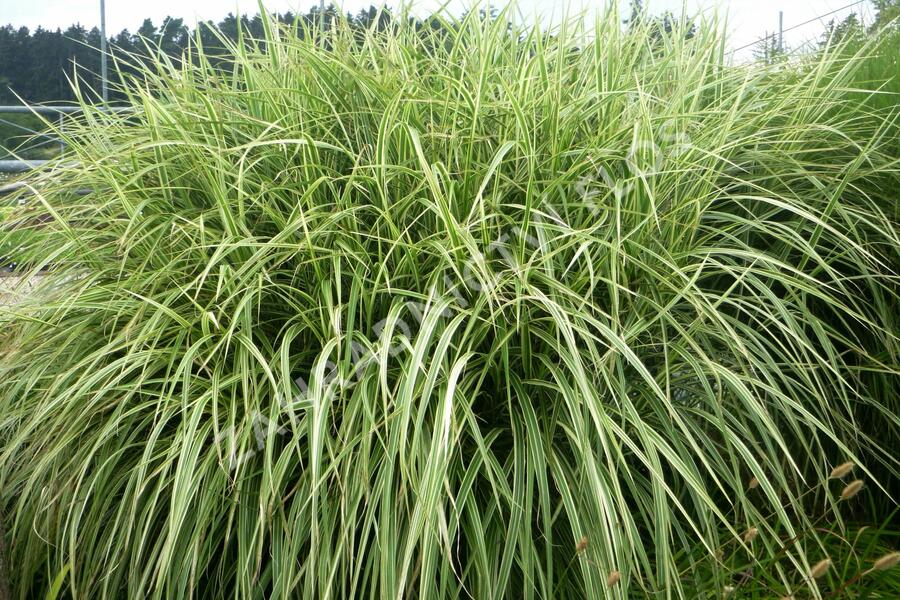 Ozdobnice čínská 'Variegatus' - Miscanthus sinensis 'Variegatus'